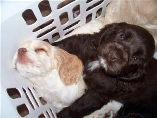 both in basket